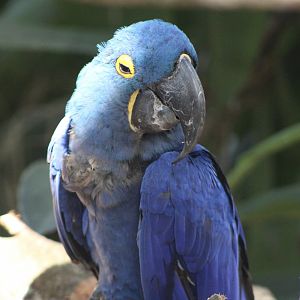Hyacinth Macaw (Anodorhynchus hyacinthinus)