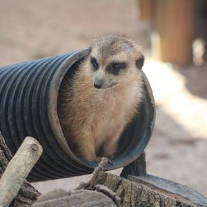 Meerkat (Suricata suricatta)