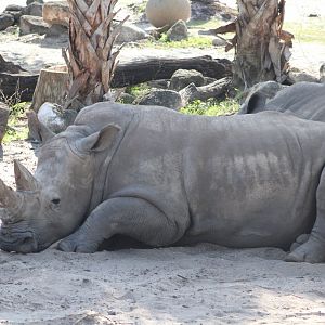 Southern White Rhinoceros (C. s. simum)