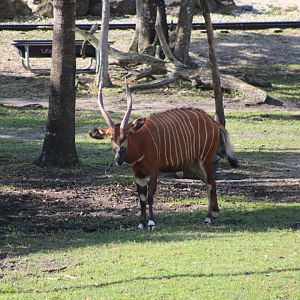 Eastern Bongo (T. e. isaaci)