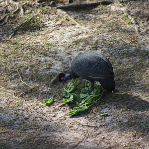 Crested Guineafowl (Guttera pucherani ssp.)