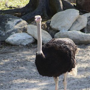 Common Ostrich (Struthio camelus)