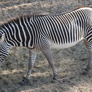 Grevy’s Zebra (Equus grevyi)
