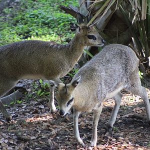 Klipspringers (Oreotragus oreotragus)