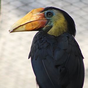 Wrinkled Hornbill (Rhabdotorrhinus corrugatus)