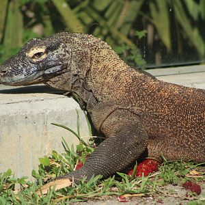 Ryu the Komodo Dragon (Varanus komodensis)