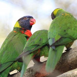 Rainbow Lorikeets (Trichoglossus moluccanus)