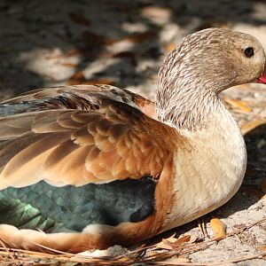 Orinoco Goose (Neochen jubata)