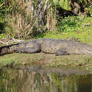 American Crocodile (Crocodylus actus)