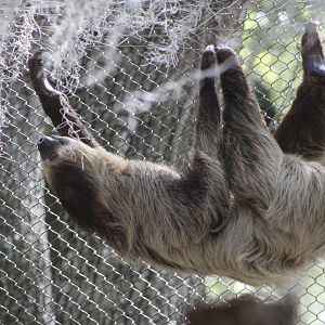 Linnaeus’s Two-Toed Sloth (Choloepus didactylus)