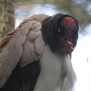 King Vulture (Sarcoramphus papa)