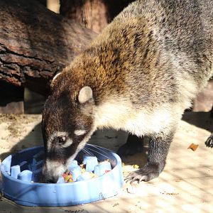 White-Nosed Coatimundi (Nasua narica)