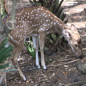 Peach the Chital / Axis Deer (Axis axis)