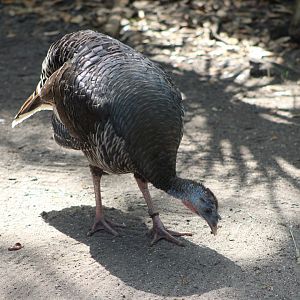 Osceola Wild Turkey (M. g. osceola)