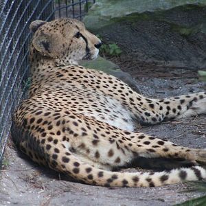 Cheetah (Acinonyx jubatus)