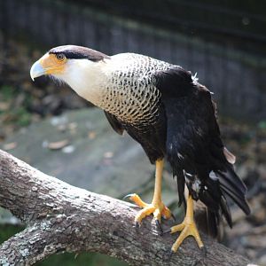 Northern Crested Caracara (P. p. cheriway)
