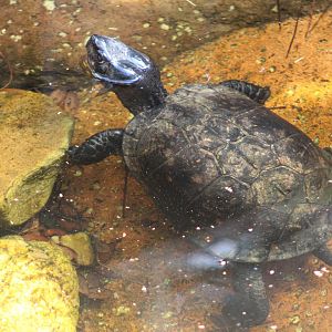 Gulf Coast Box Turtle (T. c. major)