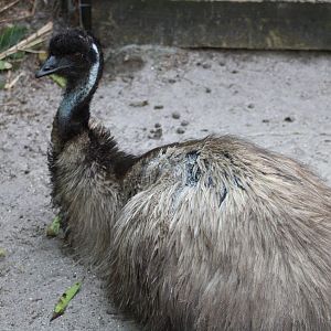 Emu (Dromaius novaehollandiae)