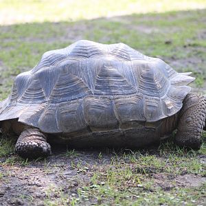 Galapagos Giant Tortoise (C. n. porteri)