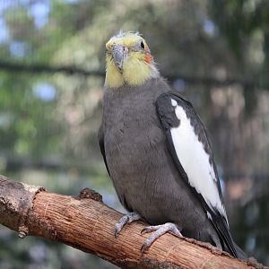 “Crestless” Cockatiel (Nymphicus hollandicus)
