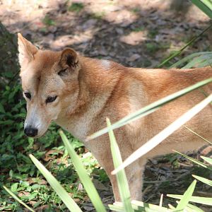 Dingo (Canis sp. / ssp.)