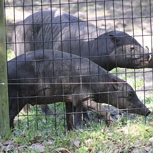 North Sulawesi Babirusas (Babyrousa celebensis)