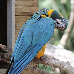 Blue-Throated Macaw (Ara glaucogularis)