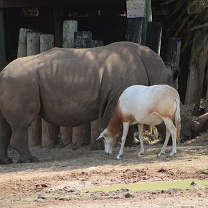 Southern White Rhinoceros (C. s. simum) + Scimitar-Horned Oryx (O. dammah)