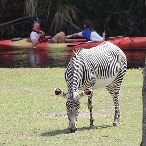 Grevy’s Zebra (Equus grevyi) with Kayakers