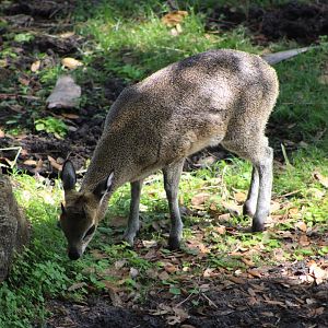 Klipspringer (Oreotragus oreotragus)