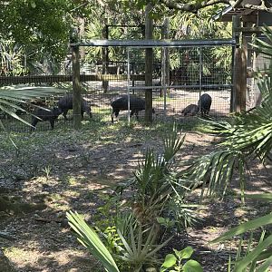 Mar. 2025 - Lands of Change - Spot the Dingo