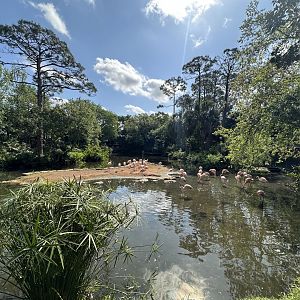 Mar. 2025 - Chilean Flamingo Lagoon