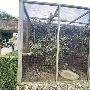 Half of laughing kookaburra aviary