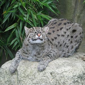 Fishing cat