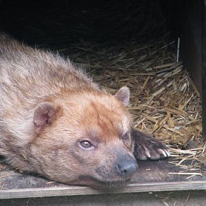 Bush dog
