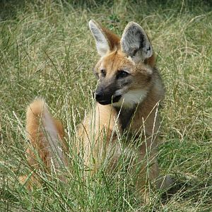 Maned wolf