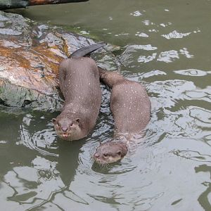 Smooth-coated otter