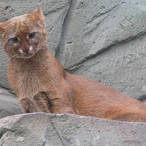 Jaguarundi