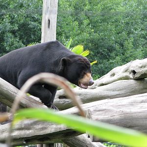 Malayan sun bear