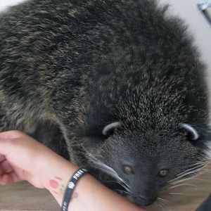 Palawan binturong