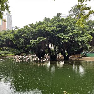 Flamingo and Swan Pond