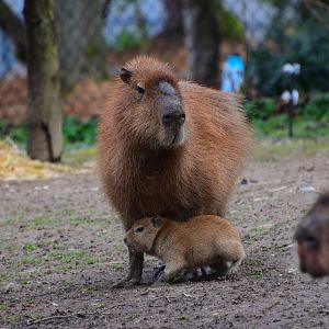 Capybara Born