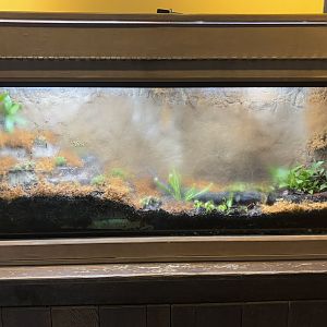 March 2025: Australia House - Carnivorous Plant Exhibit