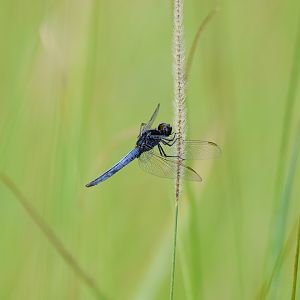 Black-headed Skimmer