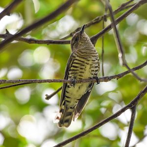 Shining Bronze-Cuckoo
