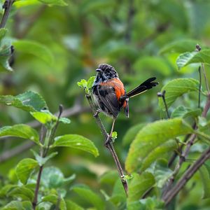 Red-backed Fairywren