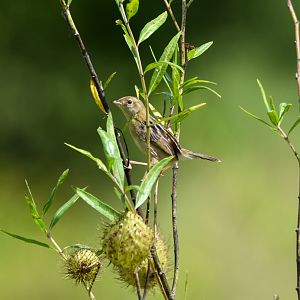 Golden-headed Cisticola