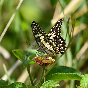Chequered Swallowtail