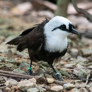 Sumatran Laughingthrush (Garruluax bicolor)