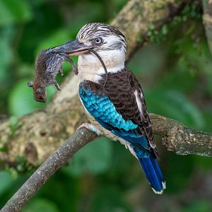 Blue-winged Kookabura (Dacelo leachii)